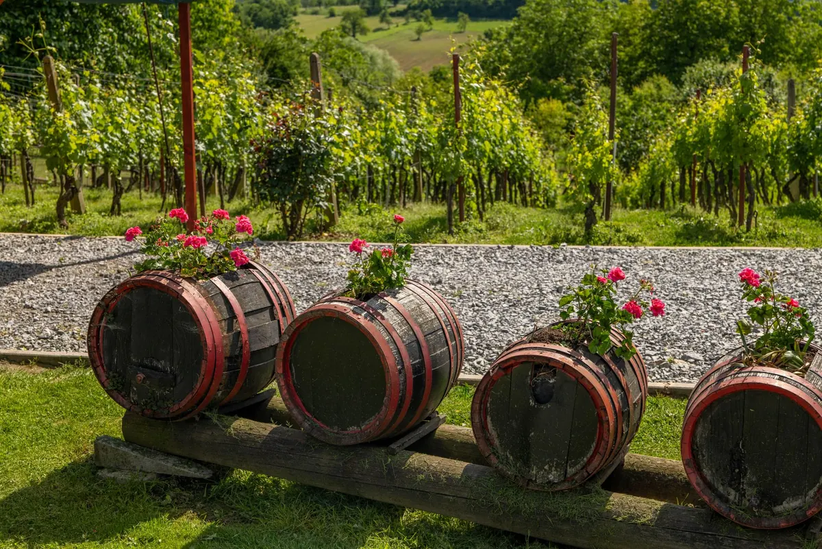 Upcycled Whisky Barrel Planter: A Beginner DIY Guide